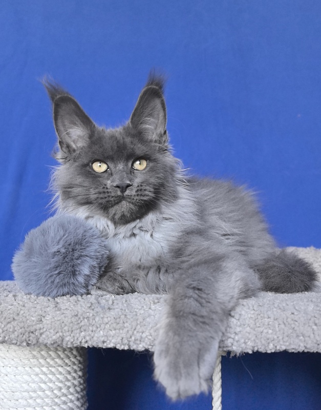 Wild Tim Akbars - Kitten maine-coon 3 months 2.5 weeks