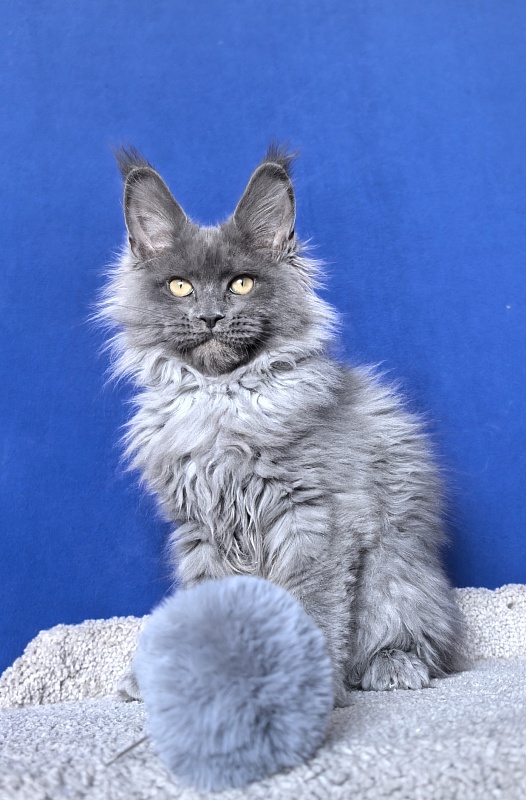 Wild Tim Akbars - Kitten maine-coon 3 months 2.5 weeks