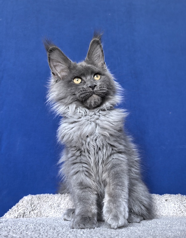 Wild Tim Akbars - Kitten maine-coon 3 months 2.5 weeks