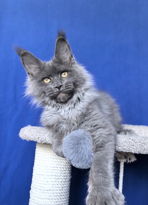 Wild Tim Akbars - Kitten maine-coon 3 months 2.5 weeks