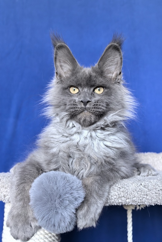 Wild Tim Akbars - Kitten maine-coon 3 months 2.5 weeks