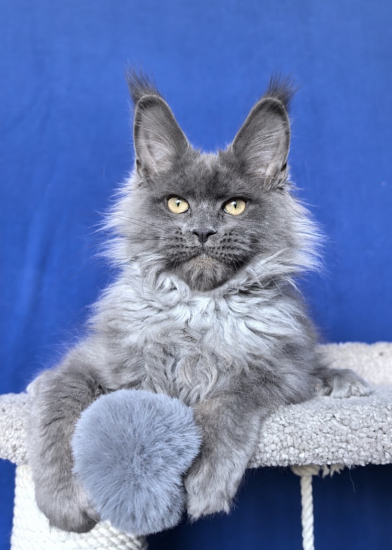 Wild Tim Akbars - Kitten maine-coon 3 months 2.5 weeks