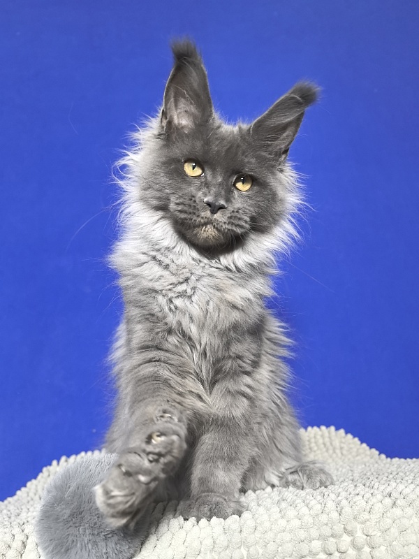 Wild Tim Akbars - Kitten maine-coon 4 months 3 weeks