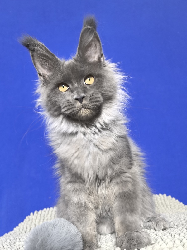 Wild Tim Akbars - Kitten maine-coon 4 months 3 weeks