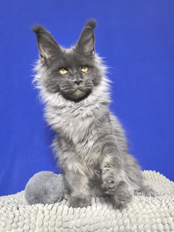 Wild Tim Akbars - Kitten maine-coon 4 months 3 weeks