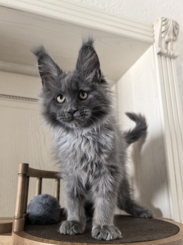 Wild Tim Akbars - Kitten maine-coon 2 months 3 weeks