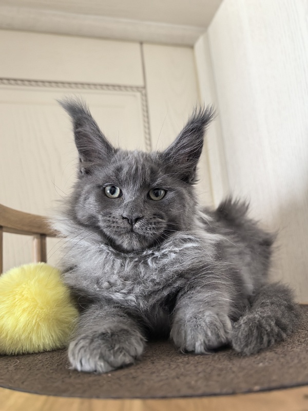 Wicca Mikka Akbars - Kitten maine-coon 2 months 3 weeks