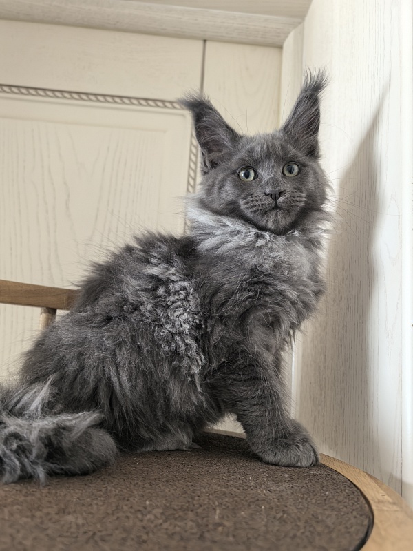 Wicca Mikka Akbars - Kitten maine-coon 2 months 3 weeks