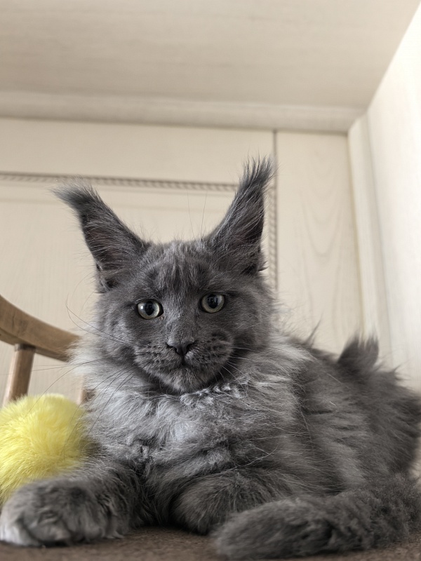 Wicca Mikka Akbars - Kitten maine-coon 2 months 3 weeks