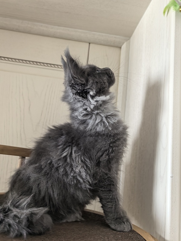 Wicca Mikka Akbars - Kitten maine-coon 2 months 3 weeks