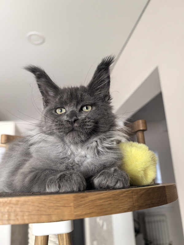 Wicca Mikka Akbars - Kitten maine-coon 3 months 1 week