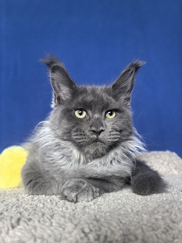 Wicca Mikka Akbars - Kitten maine-coon 3 months 3.5 weeks