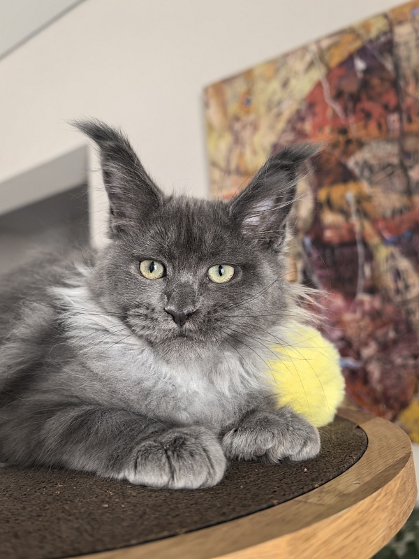 Wicca Mikka Akbars - Kitten maine-coon 3 months 1 week