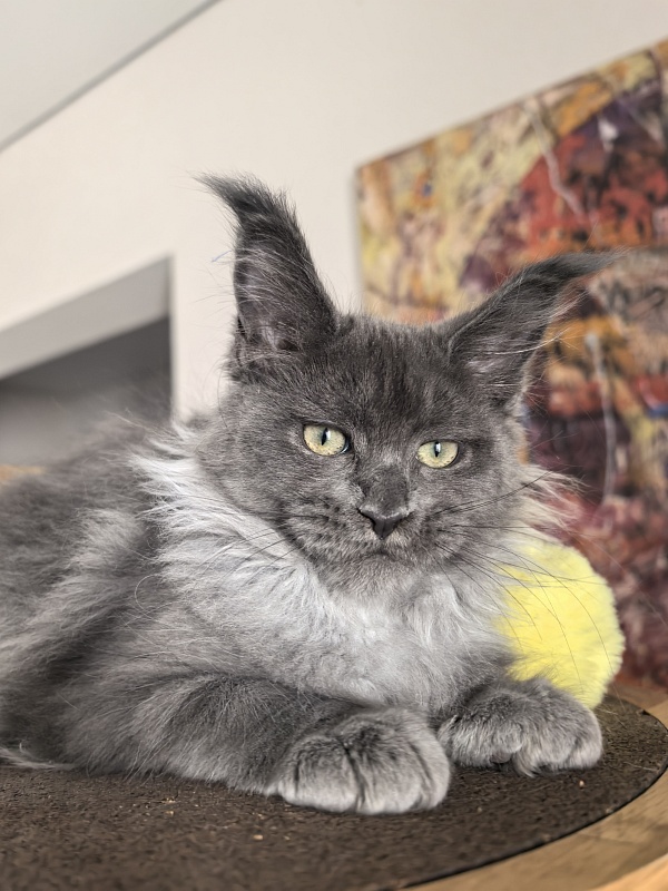 Wicca Mikka Akbars - Kitten maine-coon 3 months 1 week