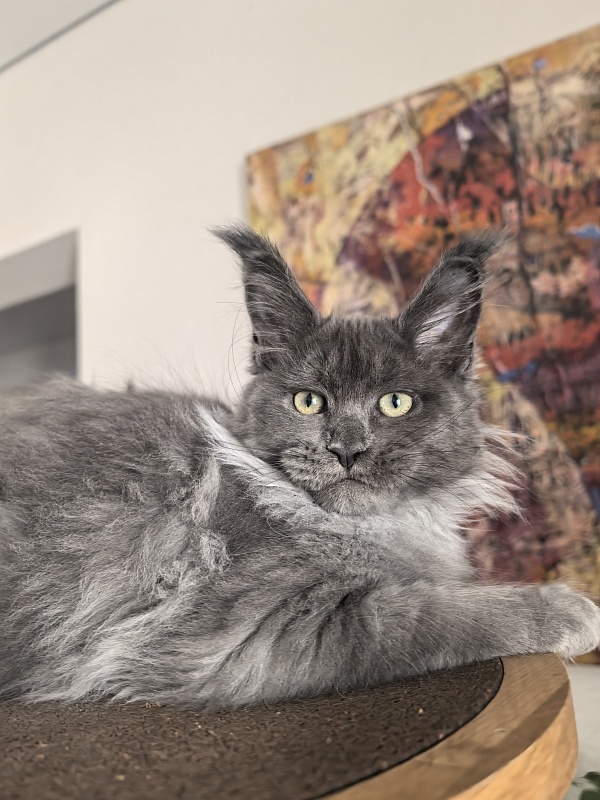 Wicca Mikka Akbars - Kitten maine-coon 3 months 1 week