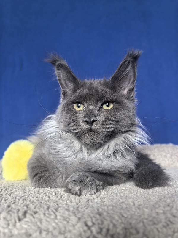 Wicca Mikka Akbars - Kitten maine-coon 3 months 3.5 weeks