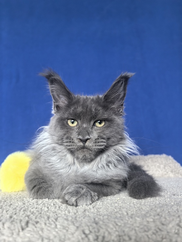 Wicca Mikka Akbars - Kitten maine-coon 3 months 3.5 weeks