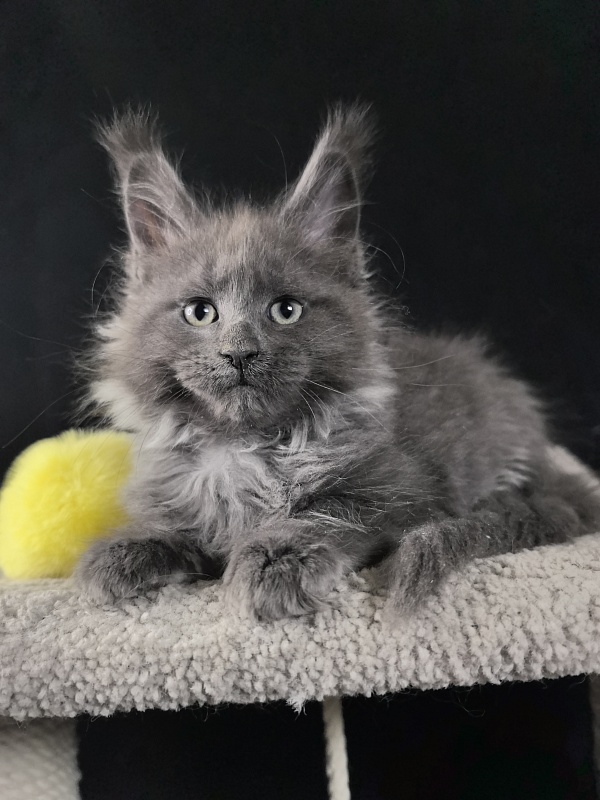 Wicca Mikka Akbars - Kitten maine-coon 2 months 0.5 weeks