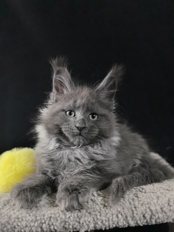 Wicca Mikka Akbars - Kitten maine-coon 2 months 0.5 weeks