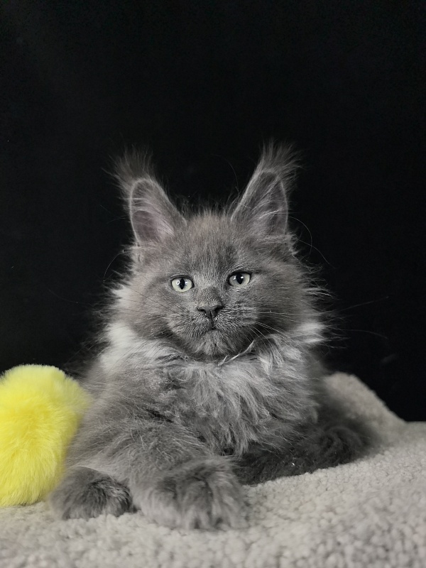 Wicca Mikka Akbars - Kitten maine-coon 2 months 0.5 weeks