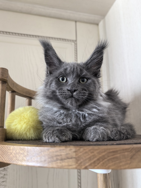 Wicca Mikka Akbars - Kitten maine-coon 2 months 3 weeks