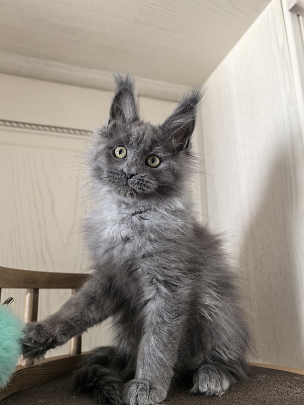 Wilma Vau Akbars - Kitten maine-coon 2 months 3 weeks