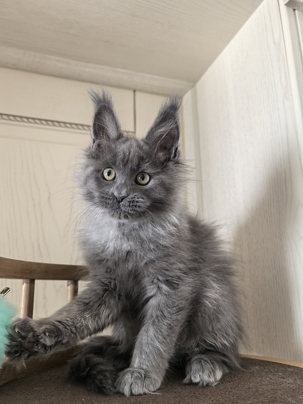 Wilma Vau Akbars - Kitten maine-coon 2 months 3 weeks