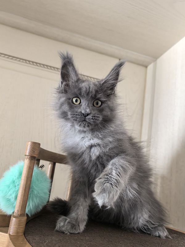 Wilma Vau Akbars - Kitten maine-coon 2 months 3 weeks