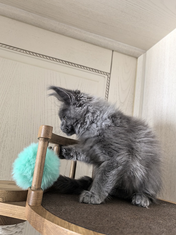 Wilma Vau Akbars - Kitten maine-coon 2 months 3 weeks