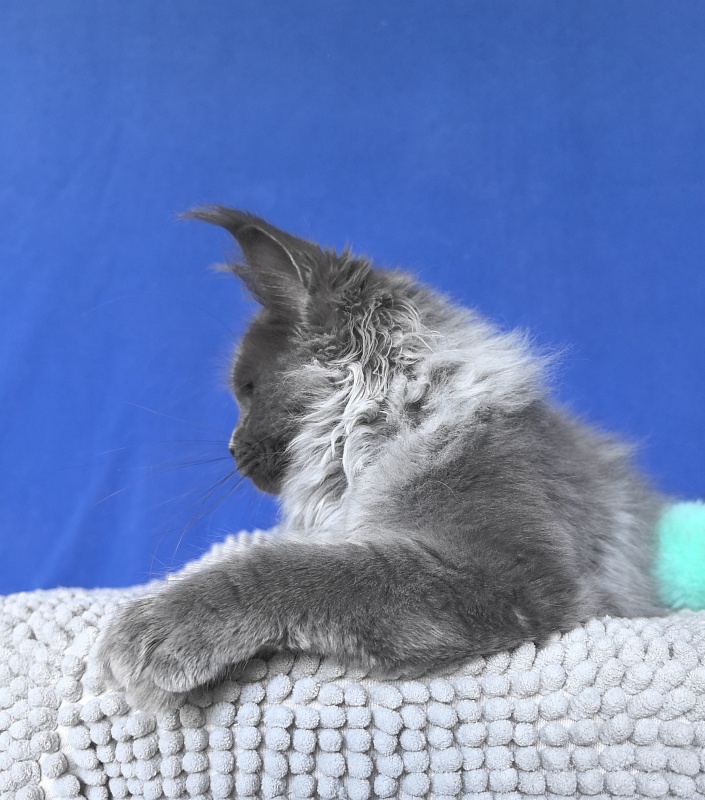 Wilma Vau Akbars - Kitten maine-coon 4 months 3 weeks