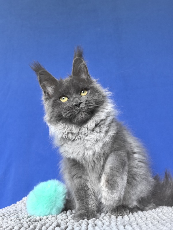 Wilma Vau Akbars - Kitten maine-coon 4 months 3 weeks