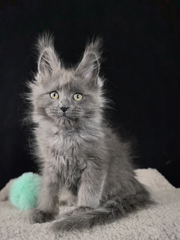 Wilma Vau Akbars - Kitten maine-coon 2 months 0.5 weeks