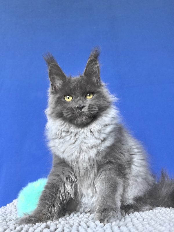 Wilma Vau Akbars - Kitten maine-coon 4 months 3 weeks