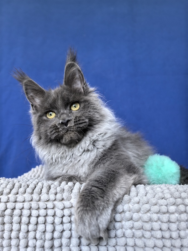 Wilma Vau Akbars - Kitten maine-coon 4 months 3 weeks