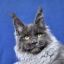 Wilma Vau Akbars