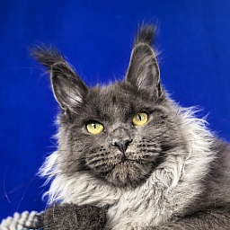 Wilma Vau Akbars
