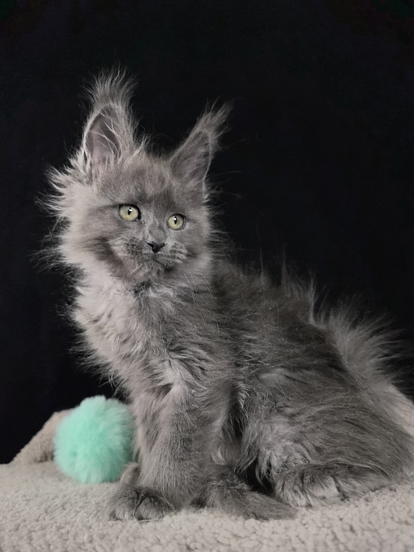 Wilma Vau Akbars - Kitten maine-coon 2 months 0.5 weeks