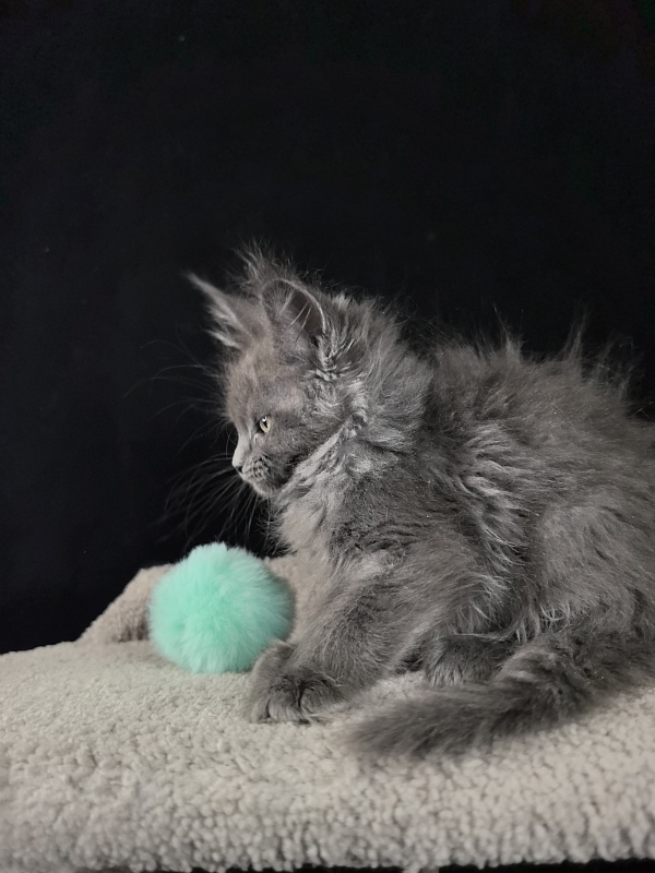 Wilma Vau Akbars - Kitten maine-coon 2 months 0.5 weeks