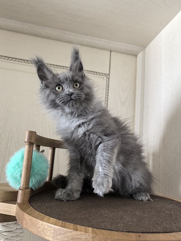 Wilma Vau Akbars - Kitten maine-coon 2 months 3 weeks