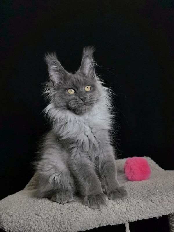 Vita Leya Akbars - Kitten maine-coon 3 months 3 weeks