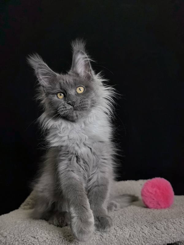 Vita Leya Akbars - Kitten maine-coon 3 months 3 weeks