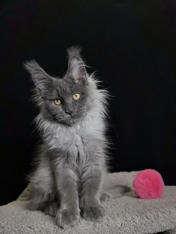 Vita Leya Akbars - Kitten maine-coon 3 months 3 weeks