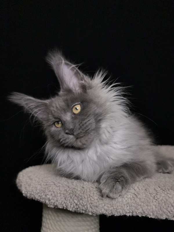 Vita Leya Akbars - Kitten maine-coon 3 months 3 weeks