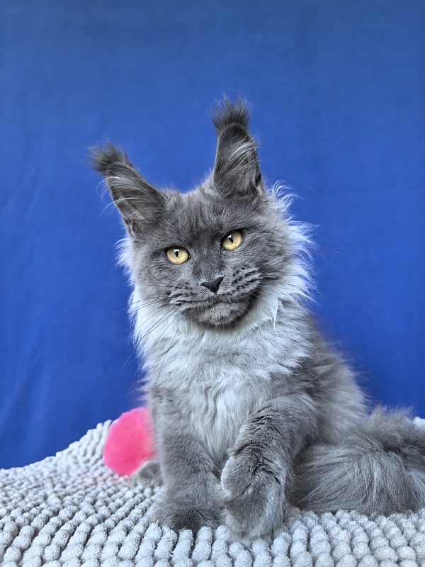 Vita Leya Akbars - Kitten maine-coon 4 months 3 weeks