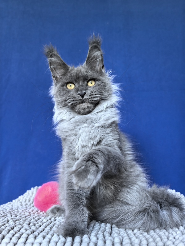 Vita Leya Akbars - Kitten maine-coon 4 months 3 weeks