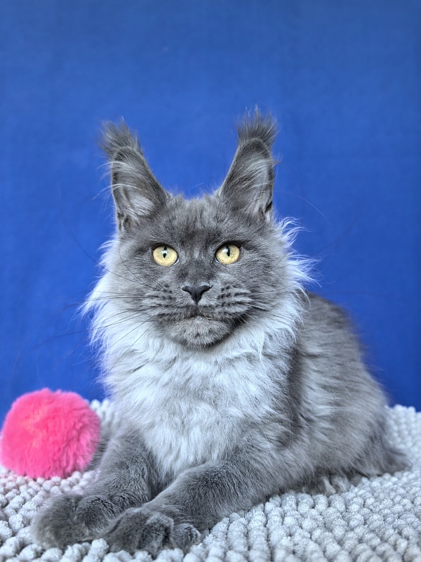 Vita Leya Akbars - Kitten maine-coon 4 months 3 weeks