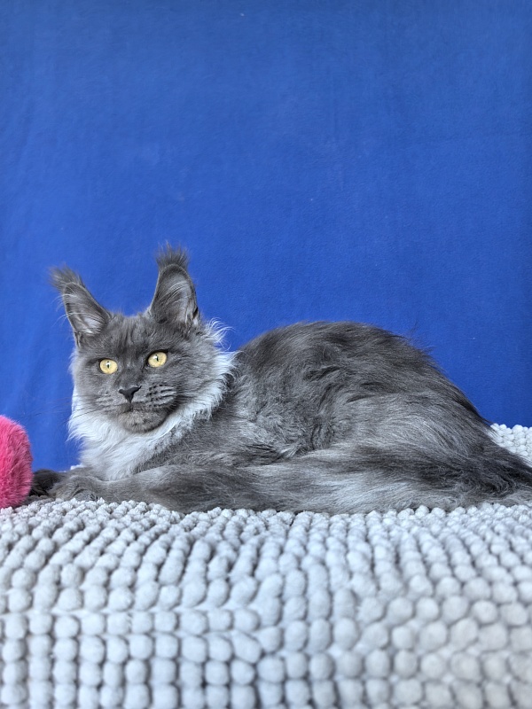 Vita Leya Akbars - Kitten maine-coon 4 months 3 weeks