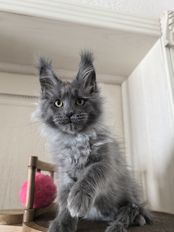 Vita Leya Akbars - Kitten maine-coon 2 months 3 weeks