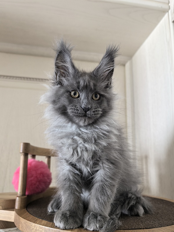 Vita Leya Akbars - Kitten maine-coon 2 months 3 weeks