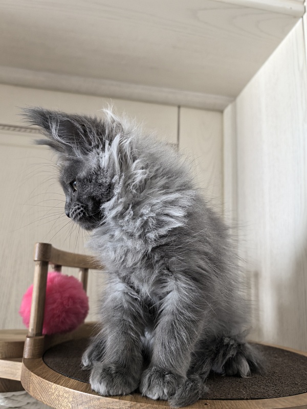 Vita Leya Akbars - Kitten maine-coon 2 months 3 weeks